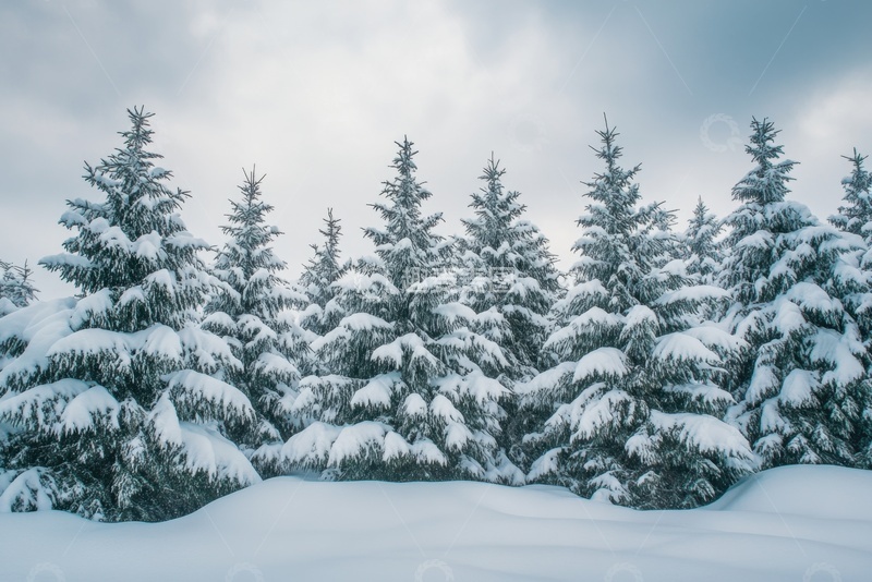 高清大图下载【趣麦麦图】冬季积雪的松树林