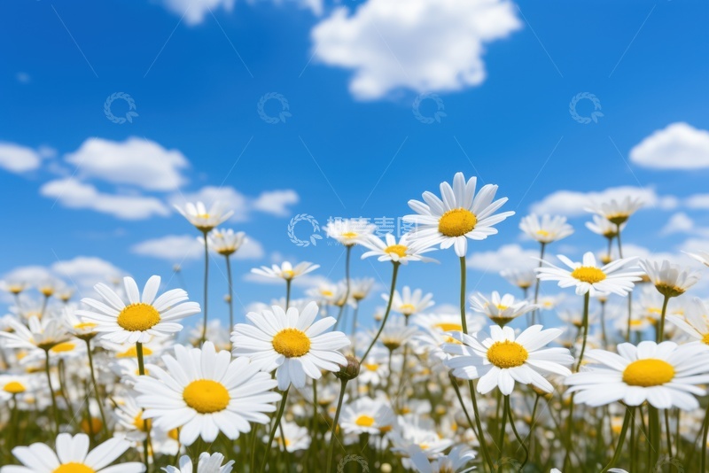 高清大图下载【趣麦麦图】白色的雏菊花丛