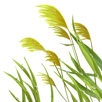 白露节气芦花芦苇丛草丛植物