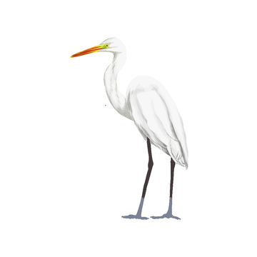 白露节气白鹭白鹤仙鹤飞鹤候鸟鸟类