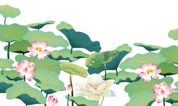 大暑处暑荷塘荷叶荷花花朵植物