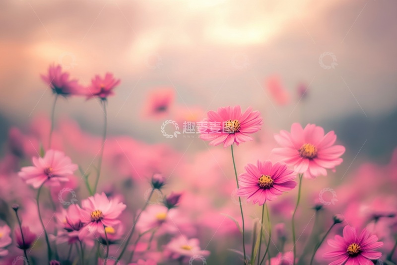 高清大图下载【趣麦麦图】一片粉色的野花花丛