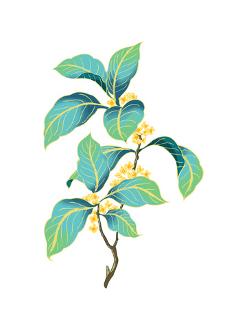 中秋节节日桂花绿叶树叶叶子