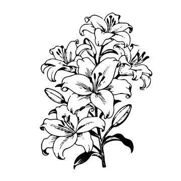 百合花黑白线稿版画