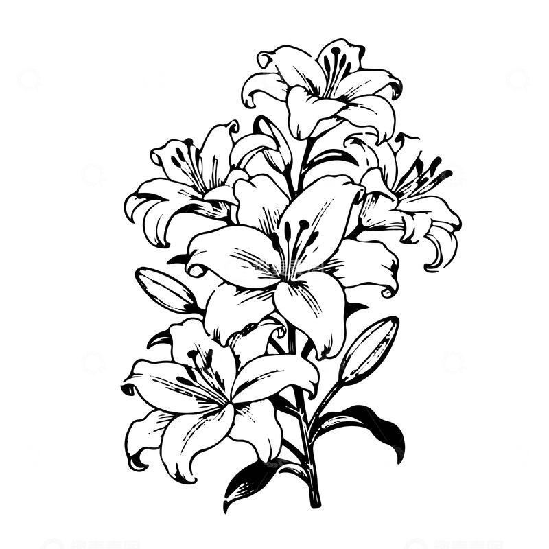 百合花黑白线稿版画