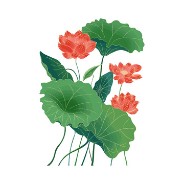 处暑节气荷花荷叶莲花莲叶花朵