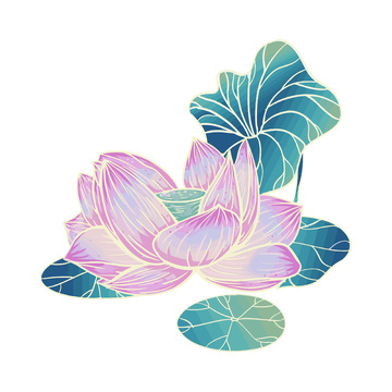 处暑荷花莲花荷叶莲叶植物睡莲