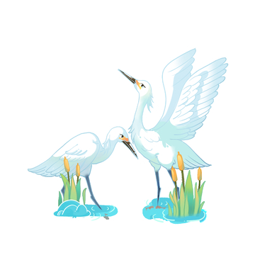 白露节气白鹭水禽鸟类香蒲植物