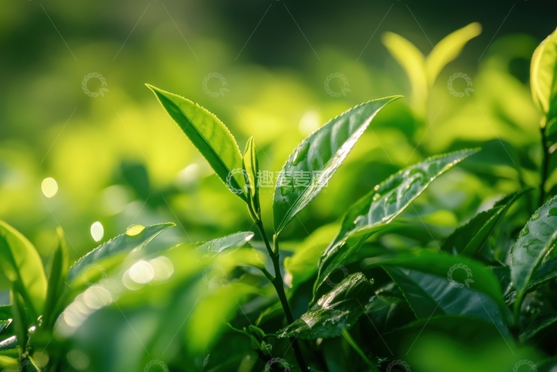 高清大图下载【趣麦麦图】嫩绿色的茶叶茶田