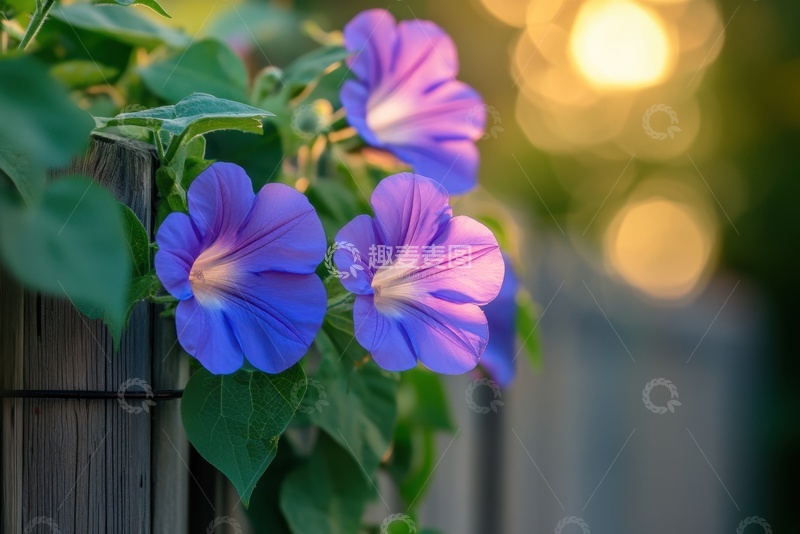 蓝紫色的喇叭花