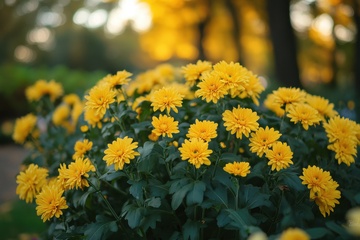 一簇鲜艳的菊花花丛