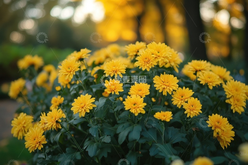 高清大图下载【趣麦麦图】一簇鲜艳的菊花花丛