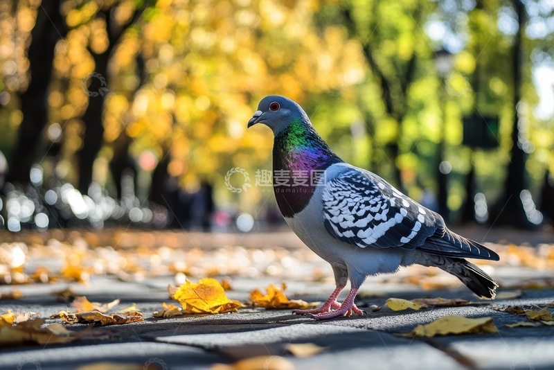 高清大图下载【趣麦麦图】公园里的一只鸽子