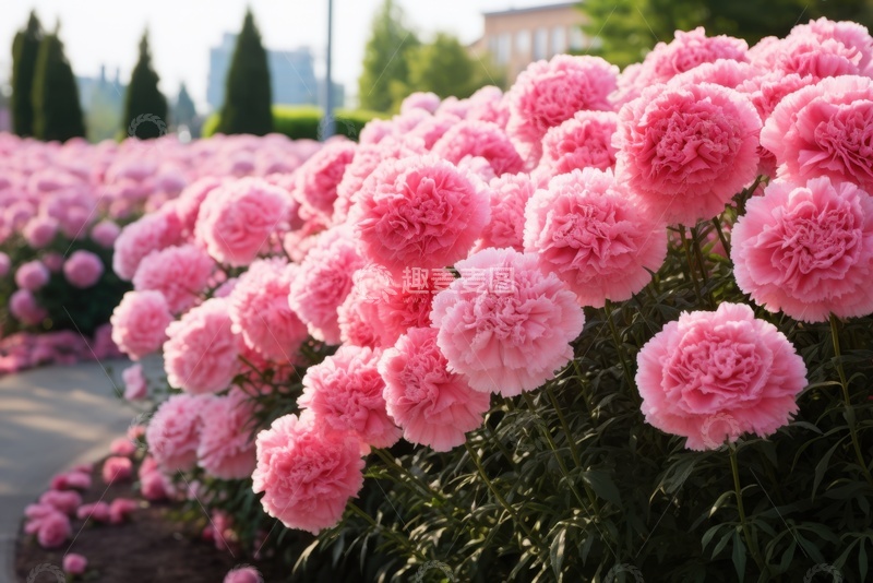 高清大图下载【趣麦麦图】粉色的菊花花簇
