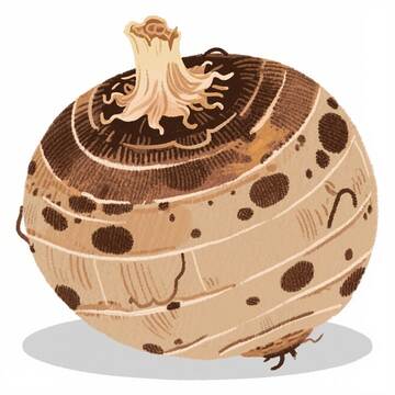 芋头  粉糯  黏糯  