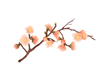 春分节气桃花花朵花枝树枝