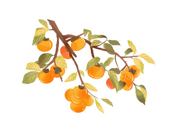 秋分节气柿子水果果实树叶树枝