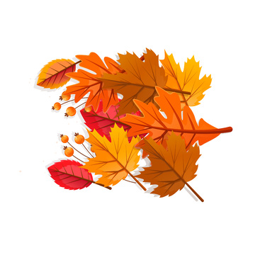 秋分节气秋叶枯叶落叶树叶叶子浆果