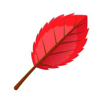 秋分节气秋叶枯叶树叶叶子