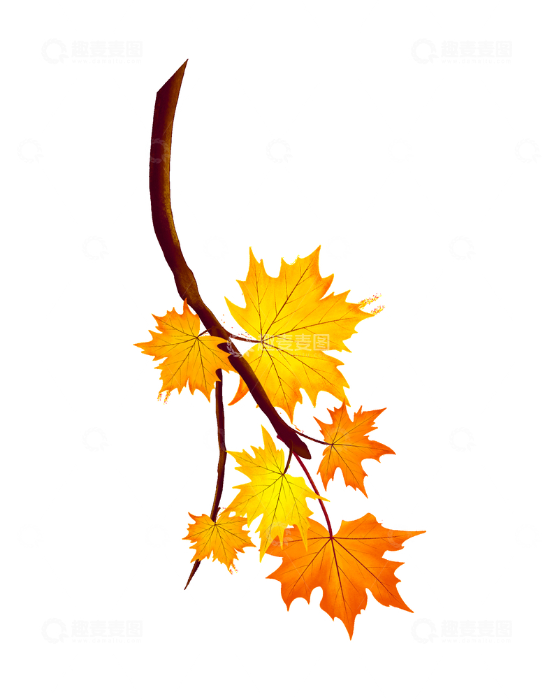 源文件下载【趣麦麦图】秋分节气枫叶秋叶枯叶树叶叶子树枝