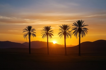 海岛边生长的椰树