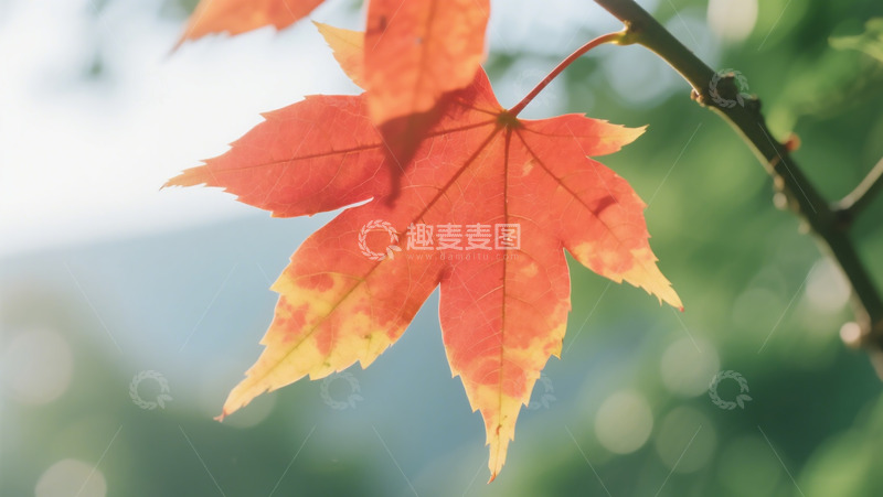 高清大图下载【趣麦麦图】秋季枫叶摄影