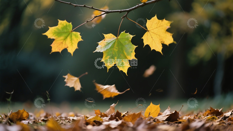 高清大图下载【趣麦麦图】秋季枫叶飘落