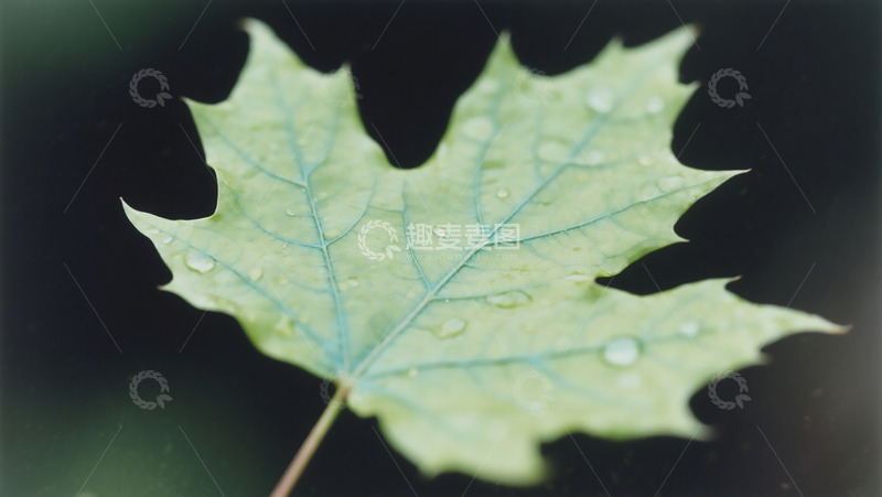 高清大图下载【趣麦麦图】夏季枫叶脉络特写