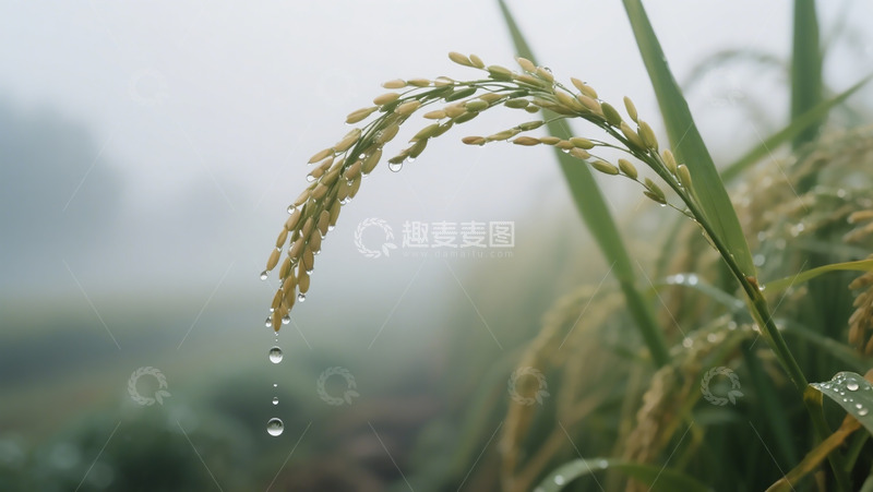 高清大图下载【趣麦麦图】清晨稻谷摄影图片