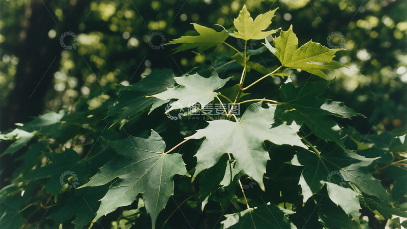高清大图下载【趣麦麦图】夏季生机叶片摄影