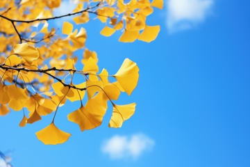 蓝天下的银杏树叶