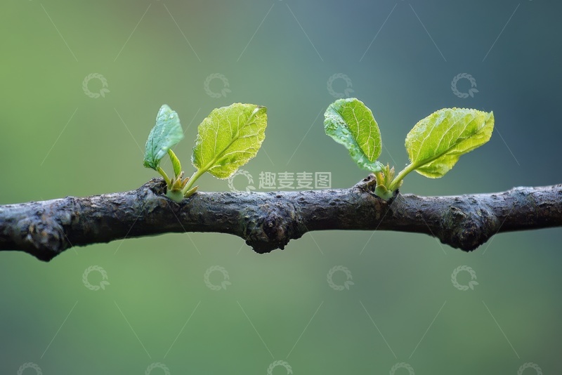 高清大图下载【趣麦麦图】生长出绿叶的树枝