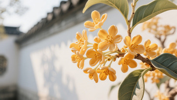 秋季庭院桂花特写素材