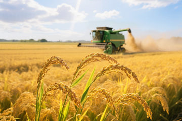 收割机在稻田收割水稻