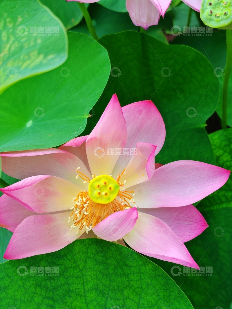 高清大图下载【趣麦麦图】夏天的荷花之2