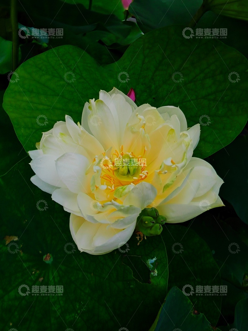 高清大图下载【趣麦麦图】夏天的荷花之3