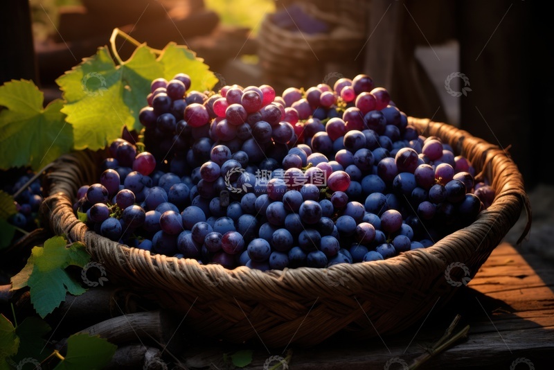 高清大图下载【趣麦麦图】一盆新鲜的紫色葡萄