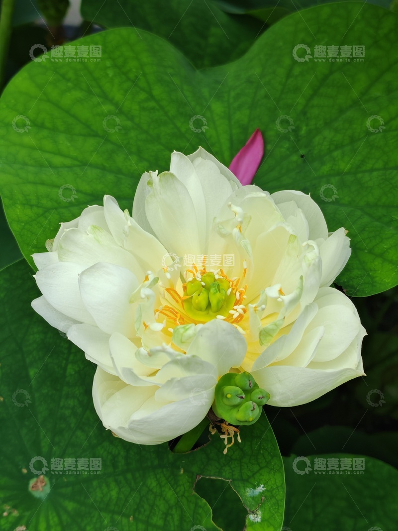 高清大图下载【趣麦麦图】夏天的荷花之1