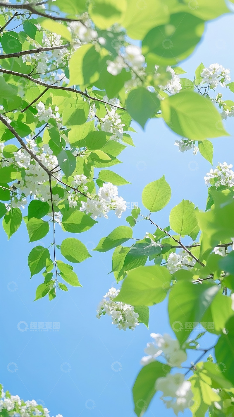 高清大图下载【趣麦麦图】自然风光银杏花高清摄影图08