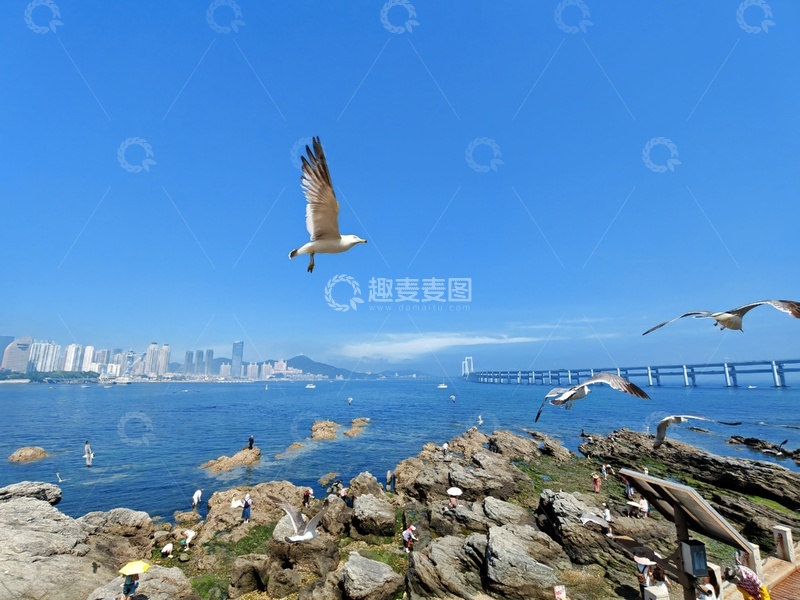 高清大图下载【趣麦麦图】大海，海鸥，天空