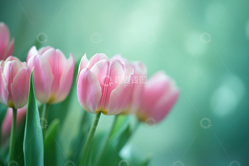 高清大图下载【趣麦麦图】盛开的粉色郁金香植物