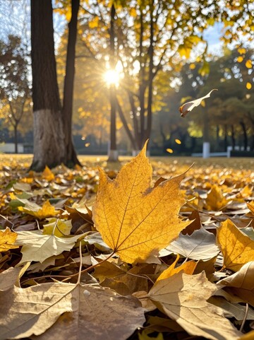 秋日阳光穿透树叶落叶铺满地面
