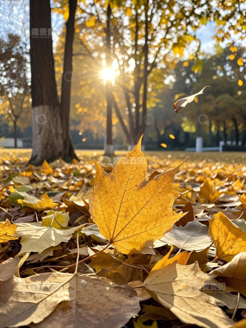 高清大图下载【趣麦麦图】秋日阳光穿透树叶落叶铺满地面