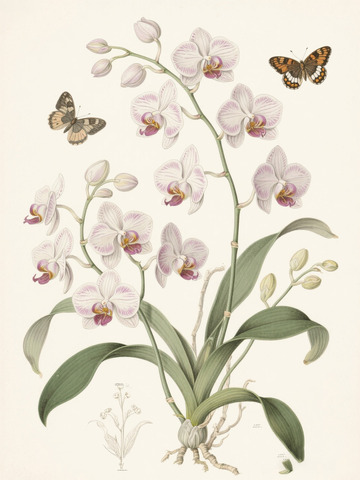 蝴蝶兰花卉蝴蝶艺术插画