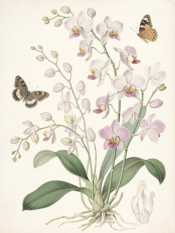 蝴蝶兰蝴蝶插画