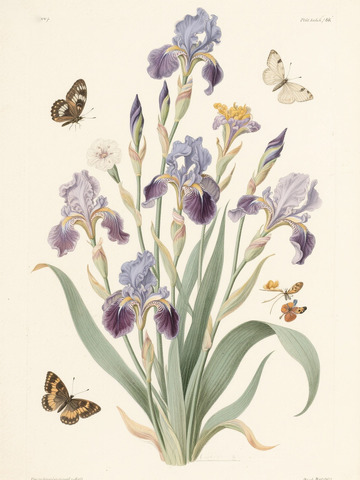 鸢尾花卉蝴蝶插画5