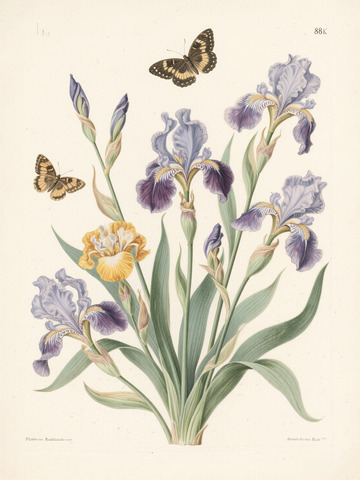 鸢尾花卉蝴蝶插画