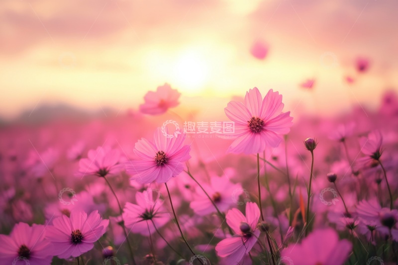 高清大图下载【趣麦麦图】粉色的野花花田