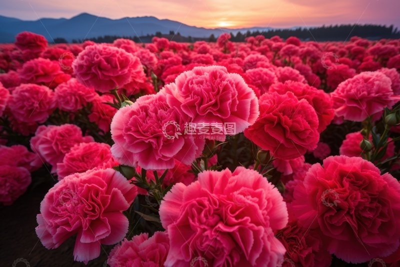 高清大图下载【趣麦麦图】盛开的大粉色花卉