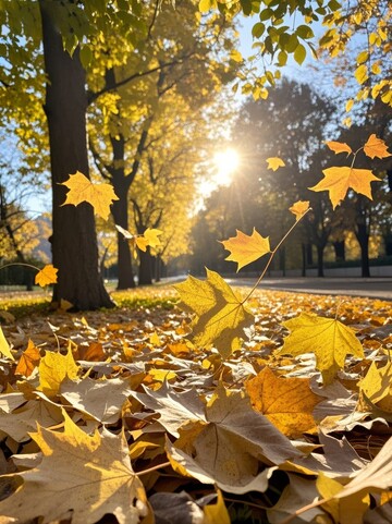 秋日阳光落叶铺满地面